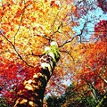 写真: 秋盛り-3