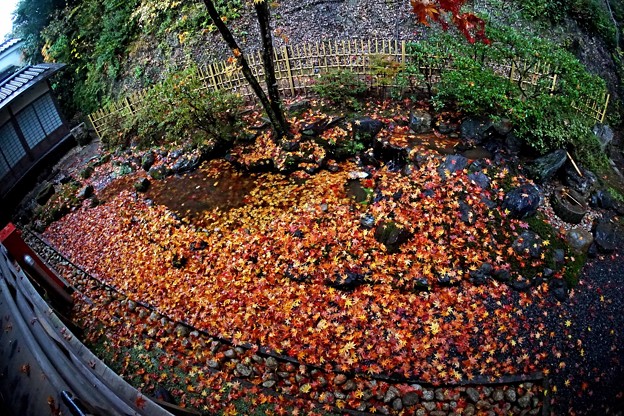 写真: コロナ過の京都の秋-3
