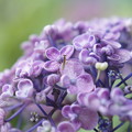 写真: おたふく紫陽花にちっこいかまきり