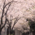 写真: 桜吹雪が目に入らぬか〜