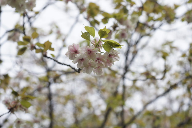 写真: ウコンの花が咲いていた〜