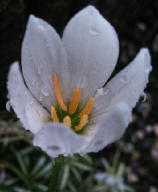 写真: 折蔓蘭から咲いたタマスダレ