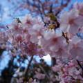 写真: 千駄ヶ谷の熱海桜