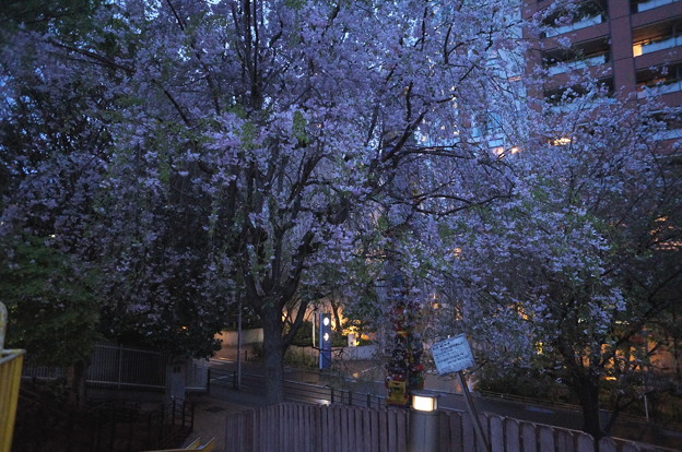 写真: 雨の枝垂れ桜