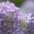 パープル紫陽花