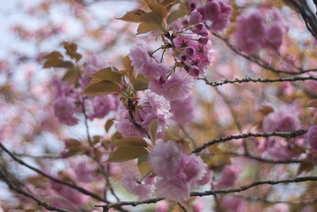 写真: もう八重桜