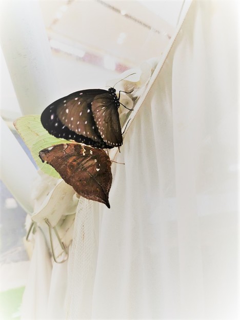 写真: 温室の蝶