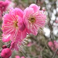 写真: 梅は〜咲いたか〜