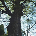写真: 銀杏の古木