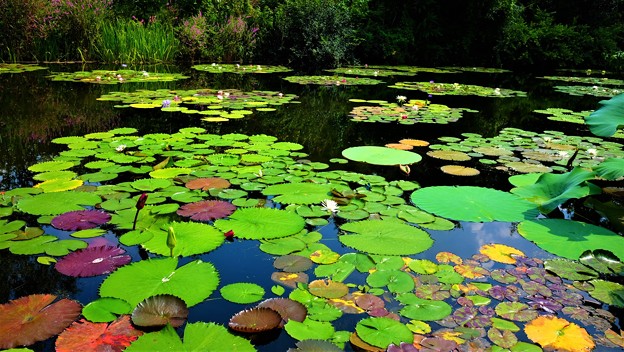 写真: 彩の池