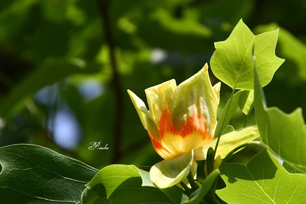 写真: ユリノキの花