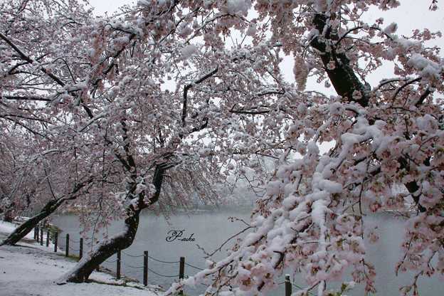 雪見桜３