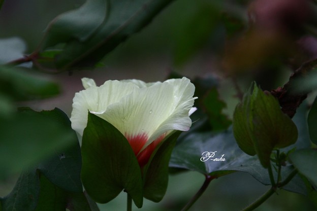 写真: 綿の花