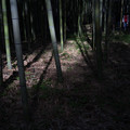 写真: 竹林にそそぐ・・・光