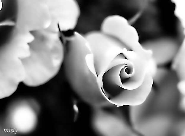 写真: 薔薇#2