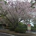 写真: 日本平動物園の桜