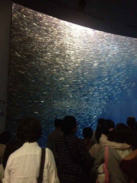 写真: 名古屋港水族館_147：マイワシのトルネード（黒潮水槽）
