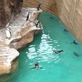 写真: 東山動植物園_191：ペンギン舎
