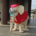 写真: 日泰寺 山門にいた白い象（の着ぐるみ） - 1