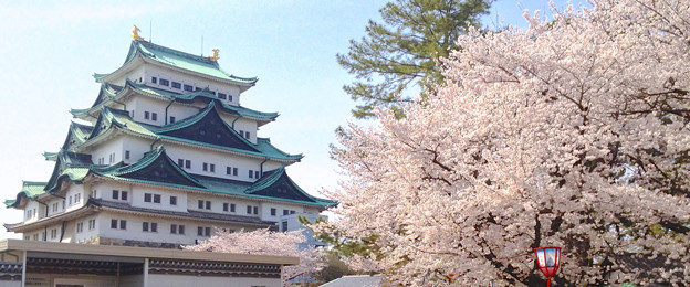 写真: 名古屋城と桜