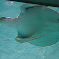 写真: 名古屋港水族館 - 35：真下から見た海亀の腹