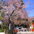 犬山城周辺の桜はまだそんなに咲いておらず…（2015/3/28）No - 3