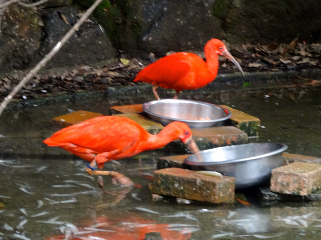 写真: 春の東山動植物園 No - 068：食事中のショウジョウトキ