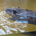 写真: 春の東山動植物園 No - 164：新しいビーバー舎で泳ぐ、アメリカビーバー