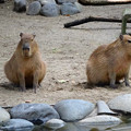 写真: 春の東山動植物園 No - 169：なぜか一直線に並んでこちらを見ていた、カピバラの親子