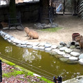写真: 春の東山動植物園 No - 171：なぜか一直線に並んでこちらを見ていた、カピバラの親子