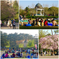 鶴舞公園花まつり 2015：桜はほとんど散ってたけど、賑わう鶴舞公園