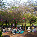 写真: 鶴舞公園花まつり 2015 No - 22：桜はほとんど散ってたけど、賑わう鶴舞公園