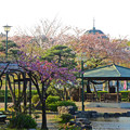 鶴舞公園花まつり 2015 No - 37：満開のサトザクラと、ほとんど散ったソメイヨシノ