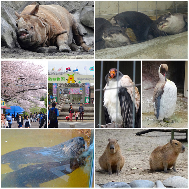 写真: 東山動植物園の様々な動物たち - 2
