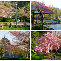 鶴舞公園花まつり 2015：色々な種類の桜の饗宴 - 1