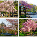 鶴舞公園花まつり 2015：色々な種類の桜の饗宴 - 2