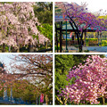 写真: 鶴舞公園花まつり 2015：色々な種類の桜の饗宴 - 3