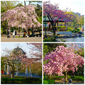 写真: 鶴舞公園花まつり 2015：色々な種類の桜の饗宴 - 4