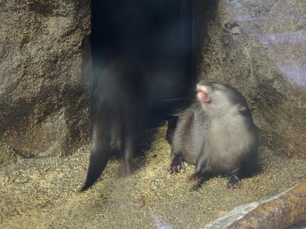 写真: 東山動植物園（2015年9月）No - 19：美味しそうに食事する、コツメカワウソ
