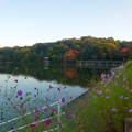 写真: 初秋の小幡緑地 No - 17：池の周りのコスモスと紅葉した木々