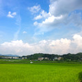 写真: 青々とした田んぼと夏らしい雲