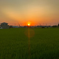写真: 沈む夕日と田んぼ - 1