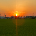 写真: 沈む夕日と田んぼ - 2