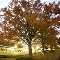 写真: 広角レンズ付けて撮影した紅葉した木 - 6