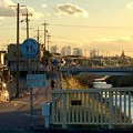 写真: 八田川沿いから見た名駅ビル群 - 13