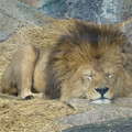 東山動植物園：熟睡していた（？）ライオン - 1