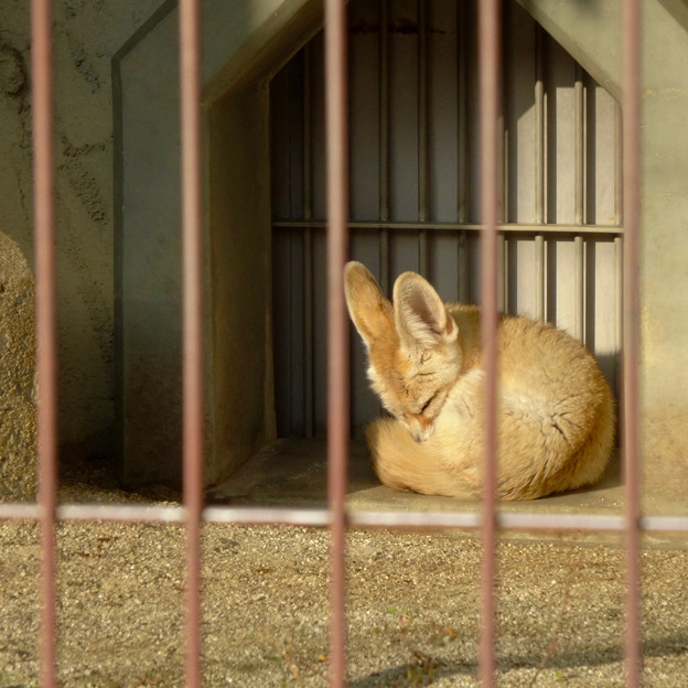 写真: 東山動植物園：眠たそうだったフェネック - 4