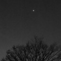 写真: 最大光度前日（2017年2月16日）、普段より輝く金星 - 7：モノクロ
