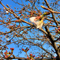 写真: 咲き始めていた、大山川沿いの桜 - 3（2017年3月30日）