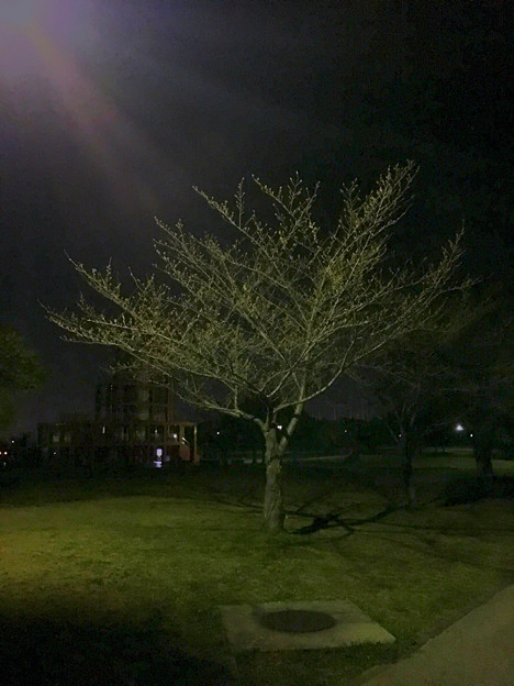 写真: 落合公園：蕾は膨らんでたけど、まだ咲いてなかった桜（2017年3月30日） - 9